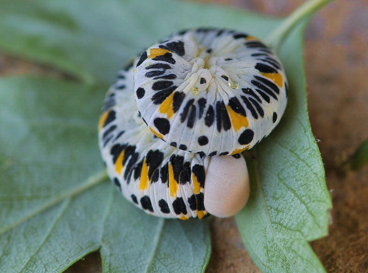 Larva di Cimbicidae?